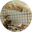 コザ爺 profile picture