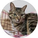 本多康子（あざみん） profile picture