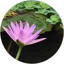 湖畔 profile picture