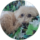 Hoshino profile picture